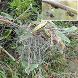 Stegodyphus dumicola